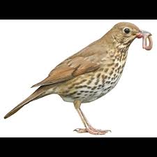 Attēlu rezultāti vaicājumam “Turdus philomelos juvenile”