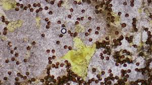 Attēlu rezultāti vaicājumam “Brefeldia maxima macro”