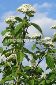 Attēlu rezultāti vaicājumam “Viburnum lantana  flower”
