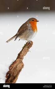 Attēlu rezultāti vaicājumam “Erithacus rubecula adult”