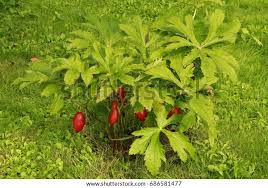 Attēlu rezultāti vaicājumam “Podophyllum hexandrum fruit”