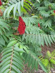 Attēlu rezultāti vaicājumam “Rhus typhina”