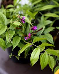 Attēlu rezultāti vaicājumam “Lathyrus vernus bud”