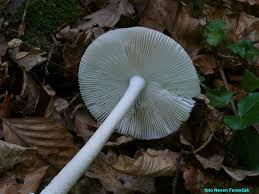 Attēlu rezultāti vaicājumam “Stemonitis pallida var. rubescens stalked”