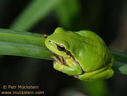 Attēlu rezultāti vaicājumam “Hyla arborea adult”