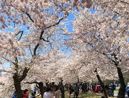 Image result for "cherry blossom" washington