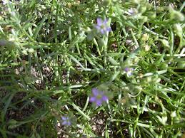 Attēlu rezultāti vaicājumam “Spergularia marina leaf”