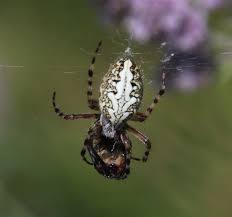 Attēlu rezultāti vaicājumam “Aculepeira ceropegia”