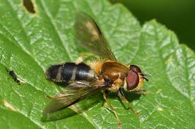 Attēlu rezultāti vaicājumam “Leucozona lucorum”