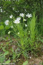 Attēlu rezultāti vaicājumam “Stellaria holostea fruit”