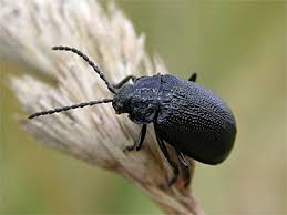 Attēlu rezultāti vaicājumam “Galeruca tanaceti”