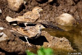 Image result for Calandrella rufescens