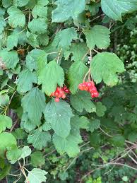 Attēlu rezultāti vaicājumam “Viburnum opulus fruit”