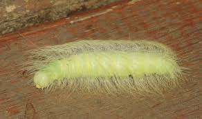 Attēlu rezultāti vaicājumam “Acronicta leporina”