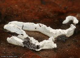 Attēlu rezultāti vaicājumam “Physarum bivalve young”