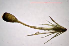 Attēlu rezultāti vaicājumam “Seligeria pusilla”