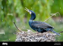 Attēlu rezultāti vaicājumam “Phalacrocorax carbo nest”