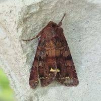 Attēlu rezultāti vaicājumam “Ceramica pisi”