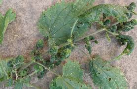 Attēlu rezultāti vaicājumam “Trioza dispar”