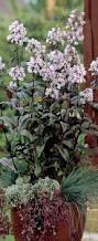 Image result for Tanacetum parthenium 'Tetraweiss'