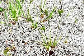 Attēlu rezultāti vaicājumam “Carex chordorhiza”