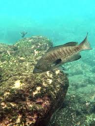 Image result for Mycteroperca olfax