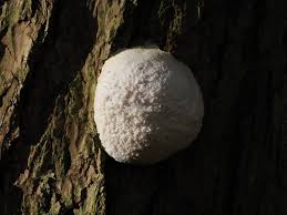 Attēlu rezultāti vaicājumam “Reticularia lycoperdon young”