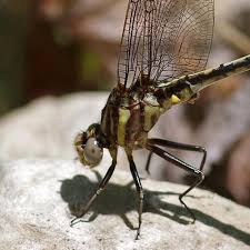 Attēlu rezultāti vaicājumam “Aeshnidae”