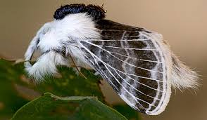 Attēlu rezultāti vaicājumam “Lasiocampidae”