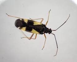 Attēlu rezultāti vaicājumam “Dryophilocoris flavoquadrimaculatus imago”