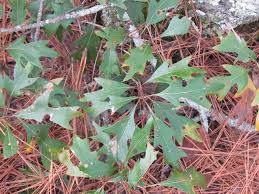 Attēlu rezultāti vaicājumam “Quercus”