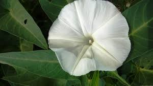 Attēlu rezultāti vaicājumam “Convolvulaceae”
