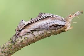 Attēlu rezultāti vaicājumam “Pheosia tremula”