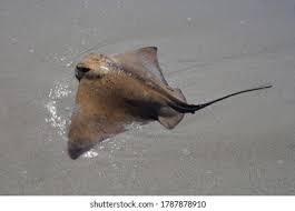 Image result for Myliobatis aquila