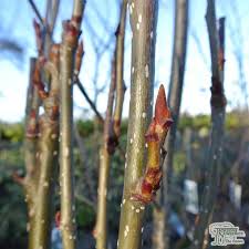 Attēlu rezultāti vaicājumam “Sorbus aucuparia bud”