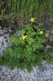 Image result for Chelidonium majus