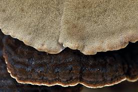 Attēlu rezultāti vaicājumam “Ischnoderma benzoinum”