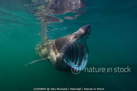 Image result for Cetorhinus maximus