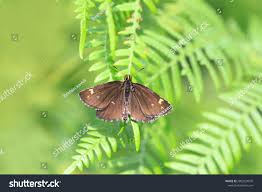 Attēlu rezultāti vaicājumam “Heteropterus morpheus”