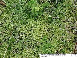 Attēlu rezultāti vaicājumam “Brachythecium campestre”