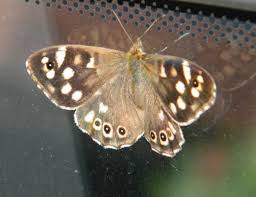 Attēlu rezultāti vaicājumam “Pararge aegeria underside”