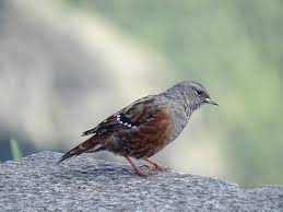 Image result for Prunella collaris