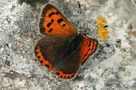 Attēlu rezultāti vaicājumam “Lycaena phlaeas”