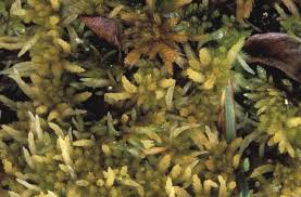 Attēlu rezultāti vaicājumam “Sphagnum teres”