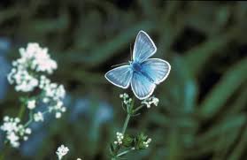 Attēlu rezultāti vaicājumam “Agrodiaetus damon”