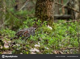 Attēlu rezultāti vaicājumam “Tetrastes bonasia”