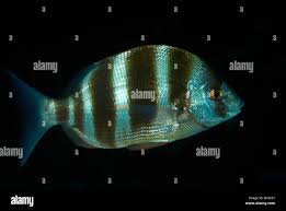 Image result for Diplodus cervinus