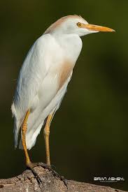 Attēlu rezultāti vaicājumam “Bubulcus ibis”