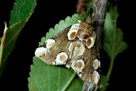 Attēlu rezultāti vaicājumam “Thyatira batis imago”