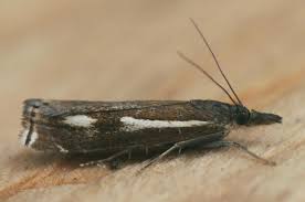 Attēlu rezultāti vaicājumam “Crambus heringiellus”